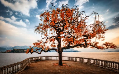 dawn tree