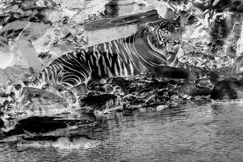 тигр БЕНГАЛИЯ(ИНДИЯ) фото превью