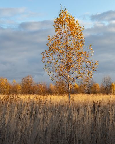 Русская береза )