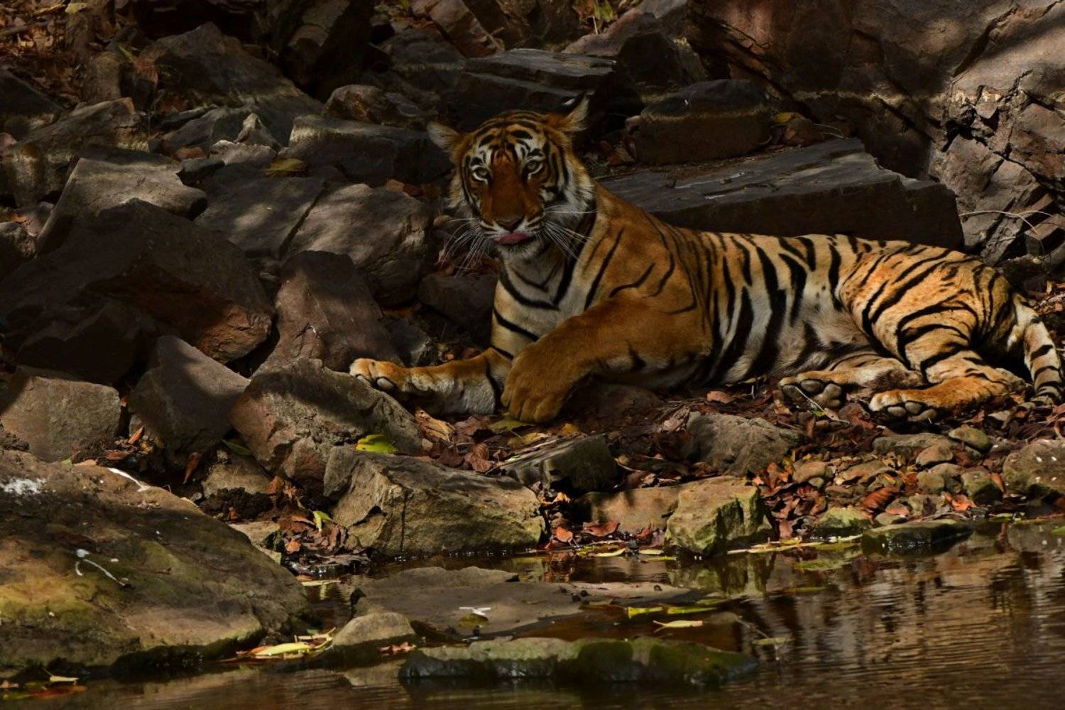 , Александр Маркелов