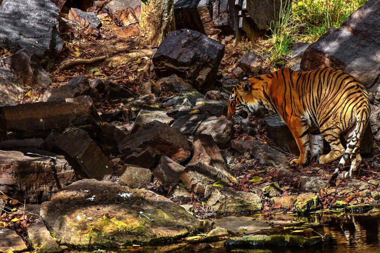 тигр, Александр Маркелов