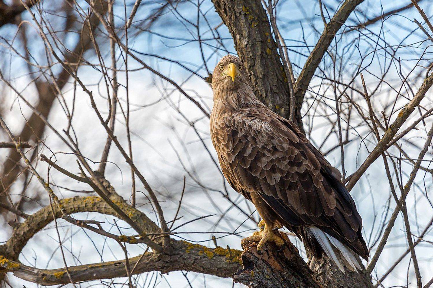 , Сергей Савви