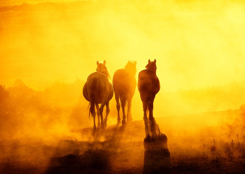 free horses фото превью