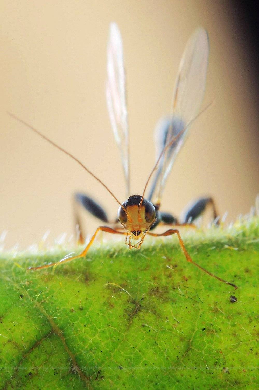 insect, Dolphin Huang