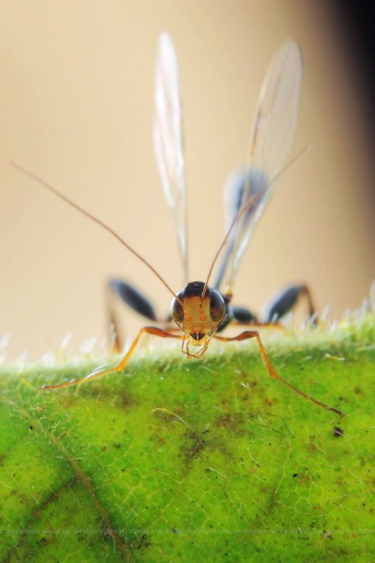 insect Stephanidae фото превью