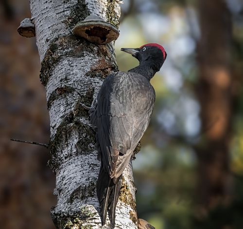 желна.. красавец!
