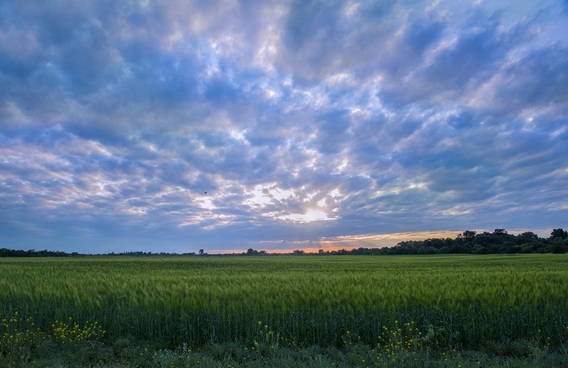 Кабардино-Балкария, Терек, Хамидия, Урожайное, хлеб, поле, Кавказ Хлебушек! фото превью