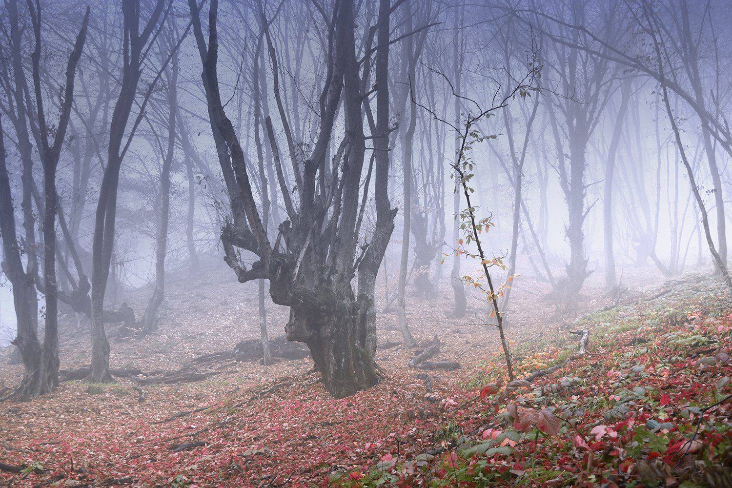 , Шипунова Ирина