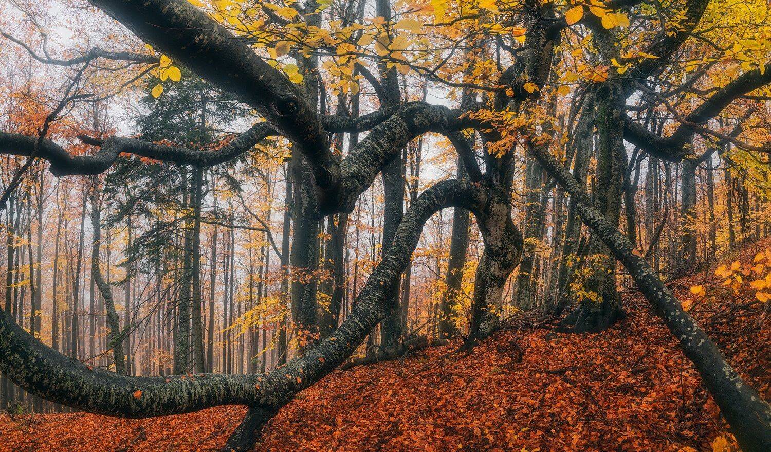 , Szabo Zsolt Andras