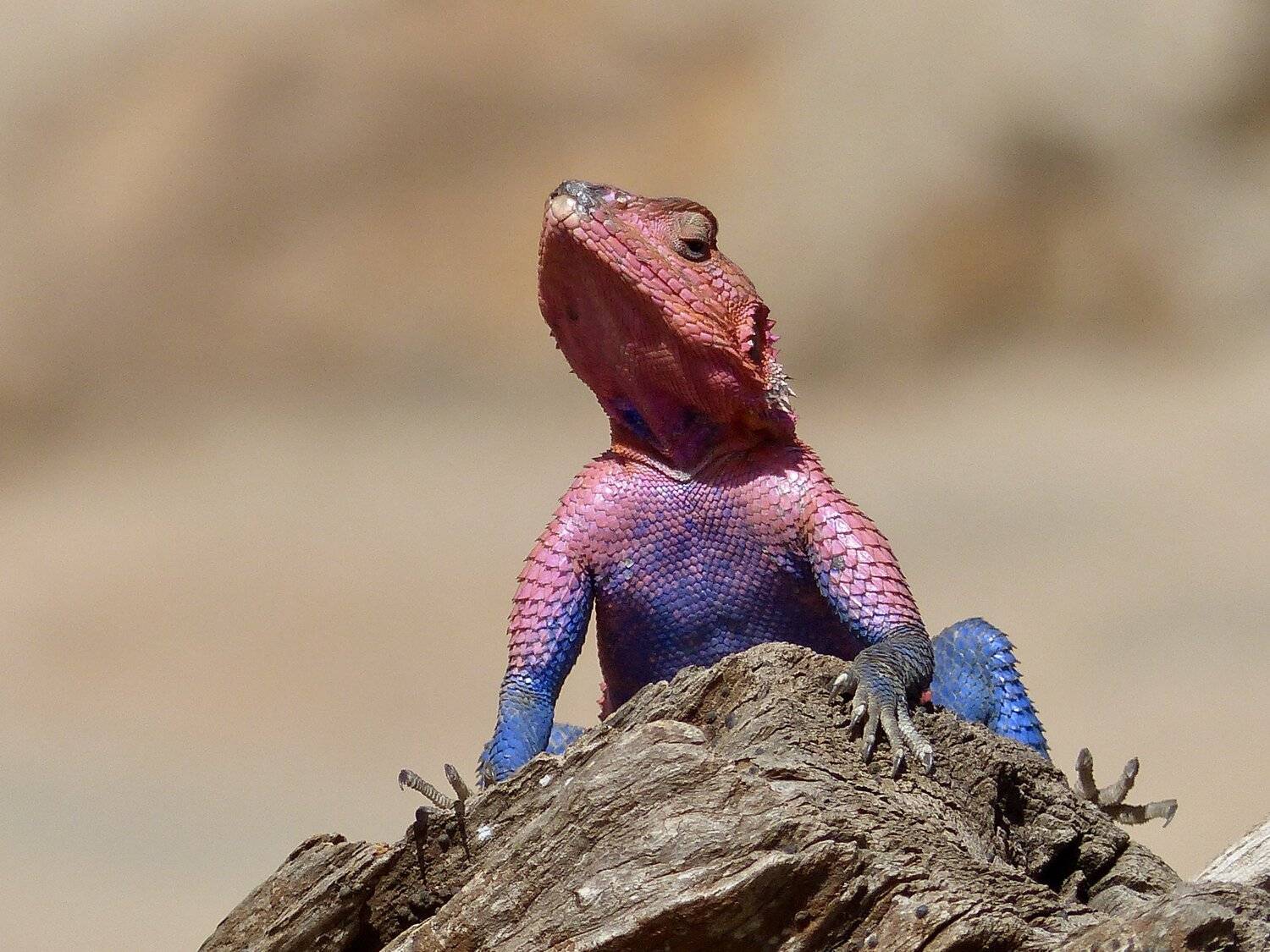 lizard, animals, masai mara, Kenya, Africa, macro, colorful, light, sunlight, nature, pink, blue, look, , Svetlana Povarova Ree
