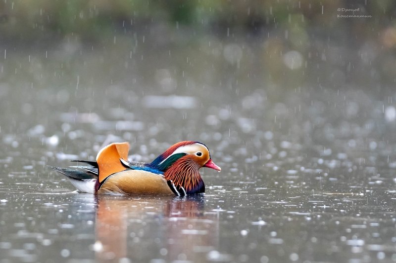 птицы, фотоохота, утка, мандаринка Про нелетную погоду фото превью