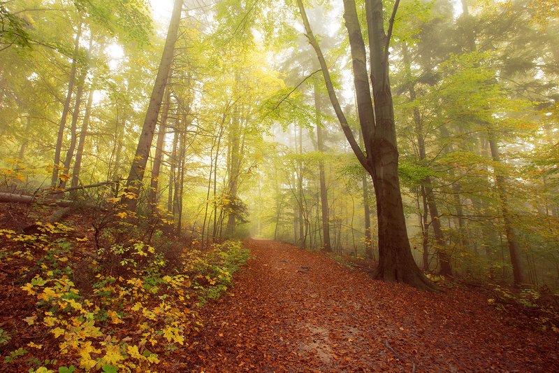 In the Woods фото превью