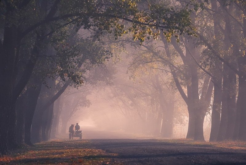 Своей дорогой фото превью
