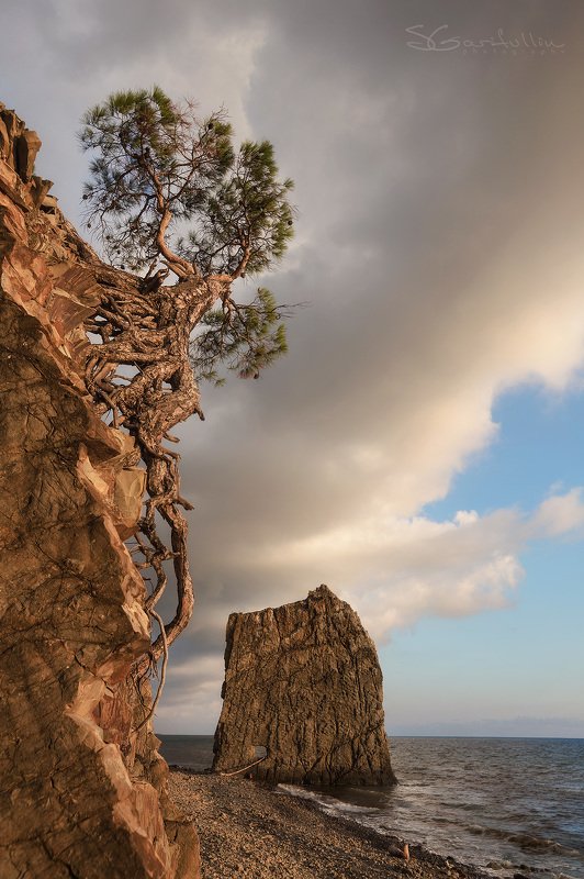 Скала Парус, Прасковеевка, геленджик, Черное море, Чёрное море, Краснодарский край, морской пейзаж Живое дерево фото превью