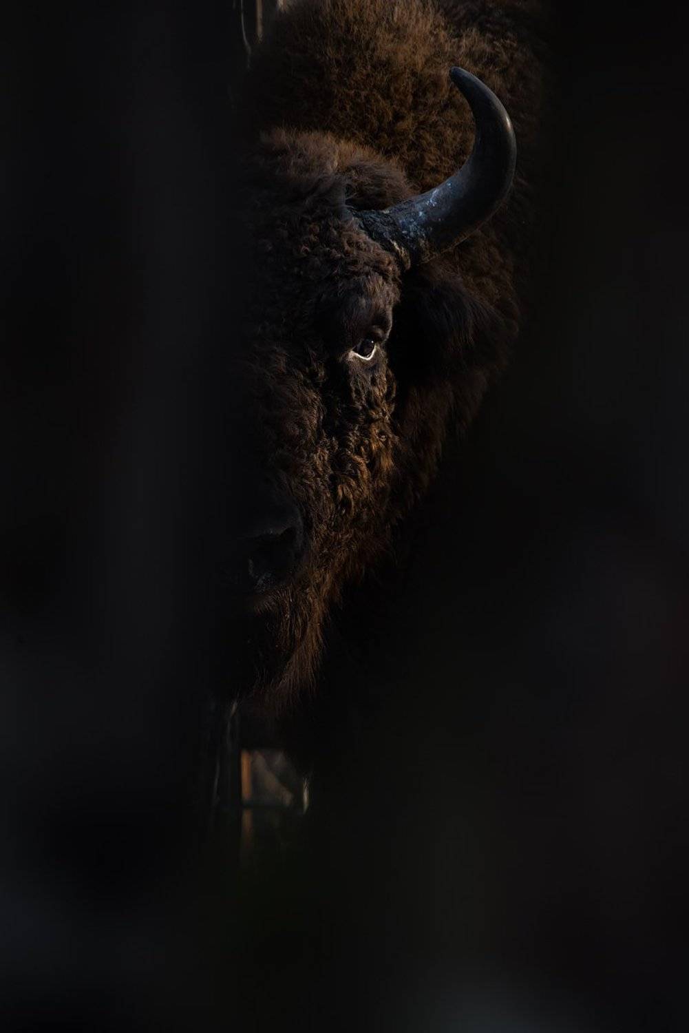 калужские засеки, заповедник, дикая природа, зубр, европейский зубр, wildlife, european bison, bison, nature, зубков игорь, Игорь Зубков