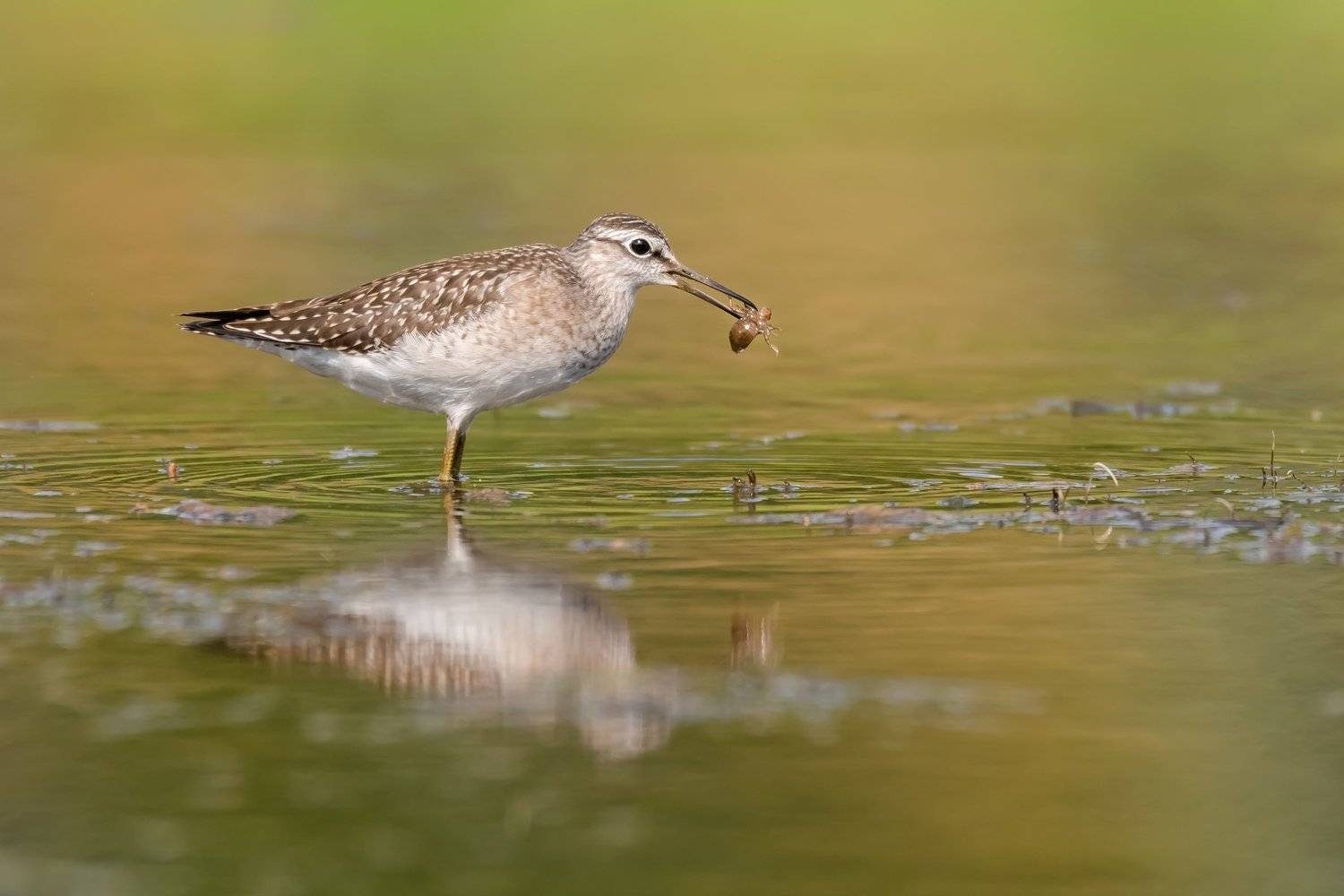 фифи, Tringa glareola, птица с добычей,кулик, вода, разводы, мель, Москва река, птицы Подмосковья, пролётные птицы, Ксения Соварцева