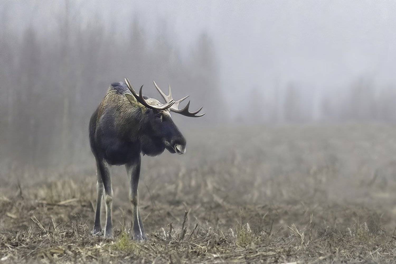 лось, лес, туман, Наталия Сытина