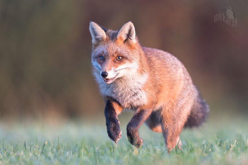 Happy fox фото превью