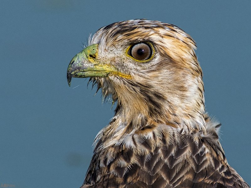 White-eyed Buzzard, Taal Chappar Up close with a buzzard фото превью