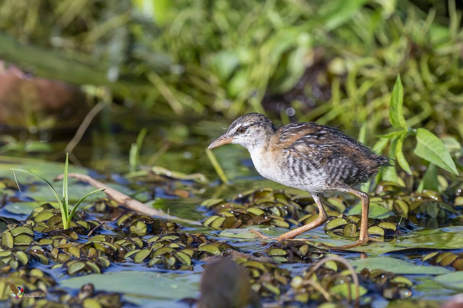 , Fernando Burgalin Sequeira