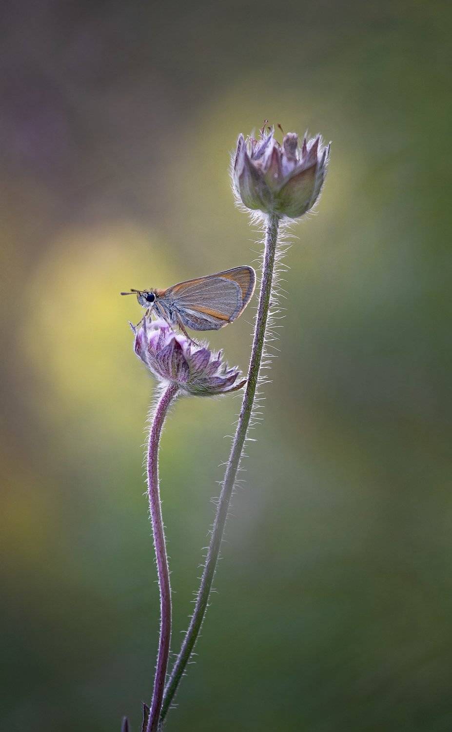 , Сергей Троицкий