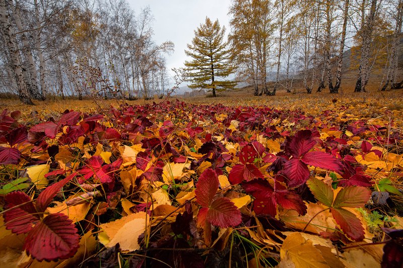 Осенний ковёр фото превью