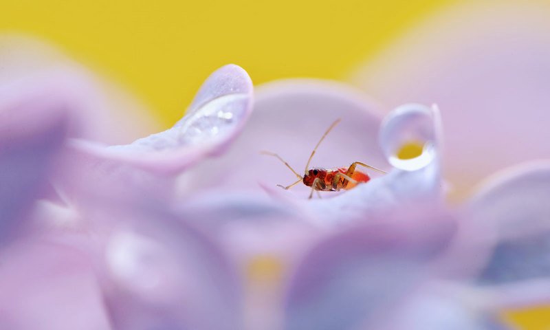 макро, насекомое, цветы *** фото превью