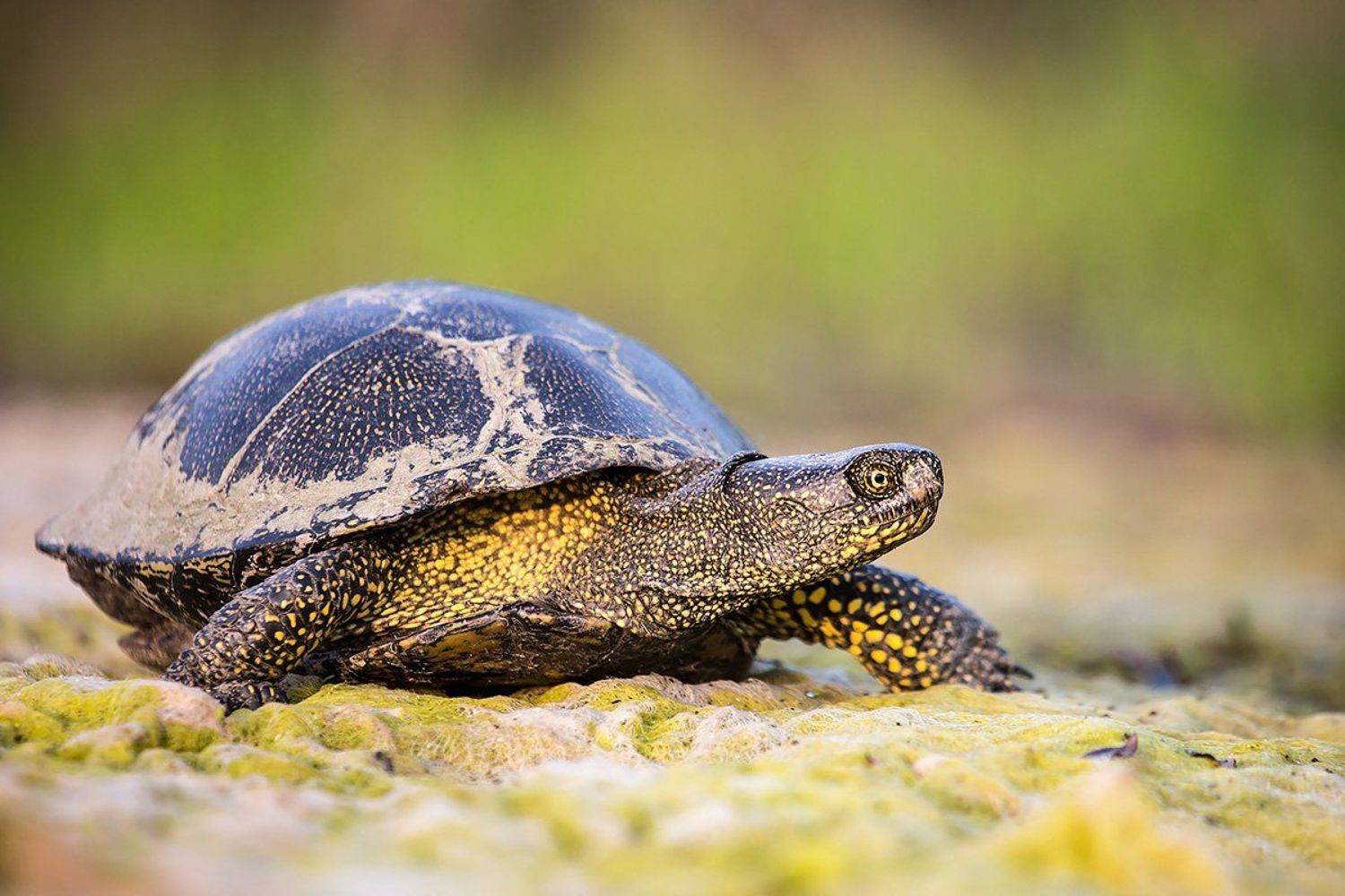 , Сергей Савви