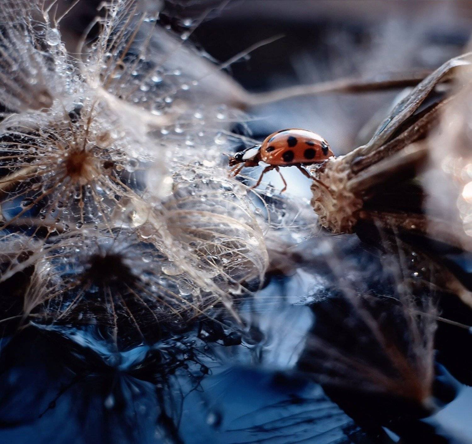 , Тарасова Ольга