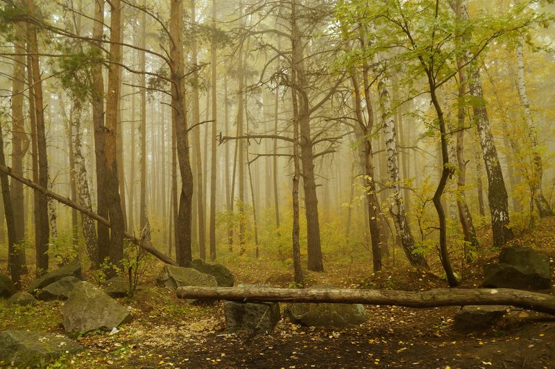 пейзаж,туман,октябрь,лес *** фото превью