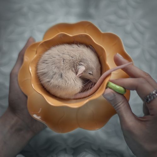 Little Friends