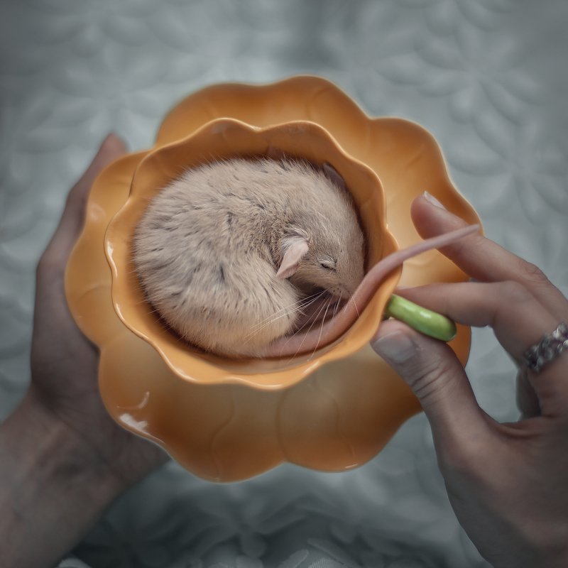 Little Friends фото превью