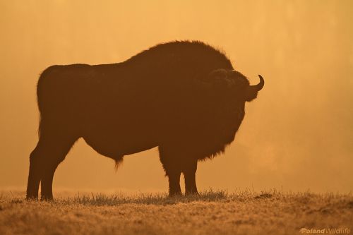 Bison