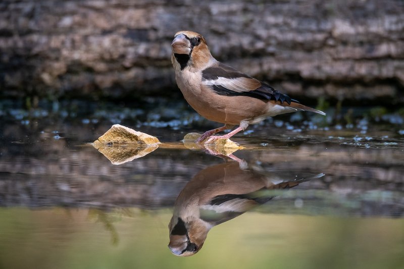 hawfinch; grosbec; gros-bec; coccothraustes coccothraustes; bird  bird photography; nature; drinkstation Hawfinch at drinkstation фото превью
