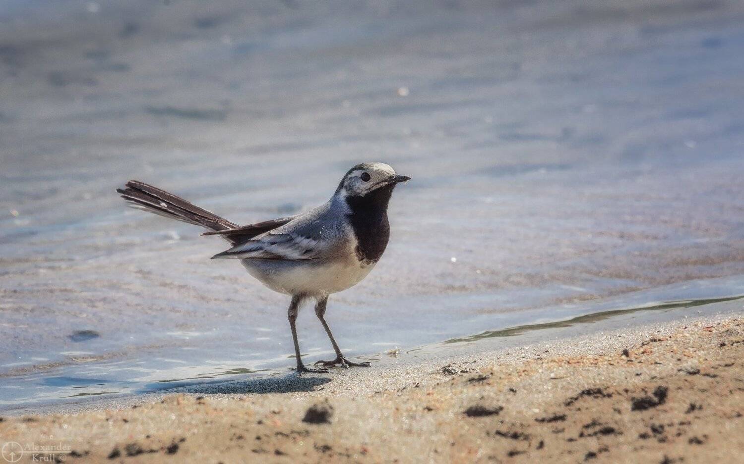 , Александр Круль