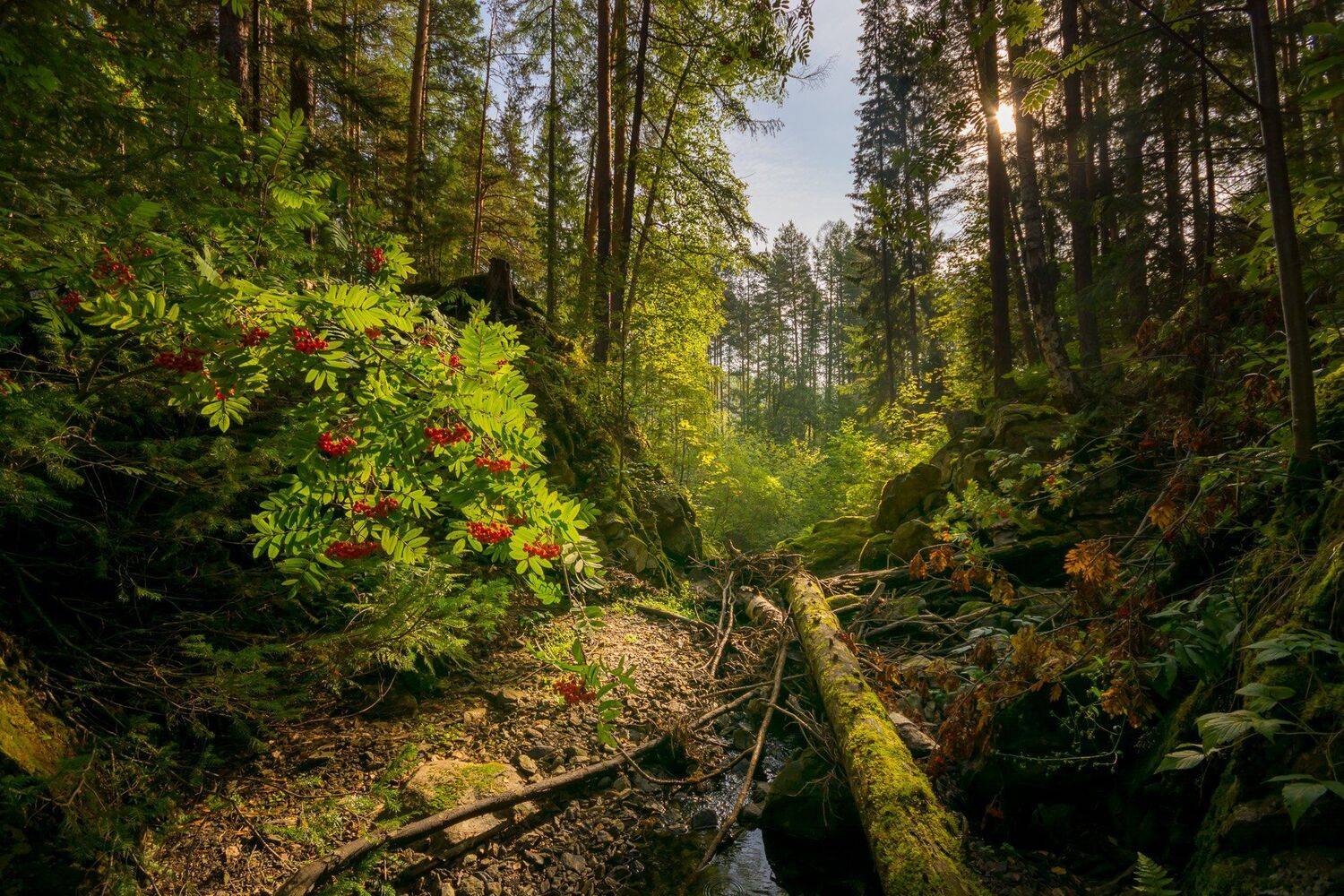 лето лес солнце рябина камни, Жданов Дмитрий