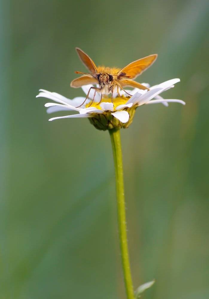 , Чепленко Алексей