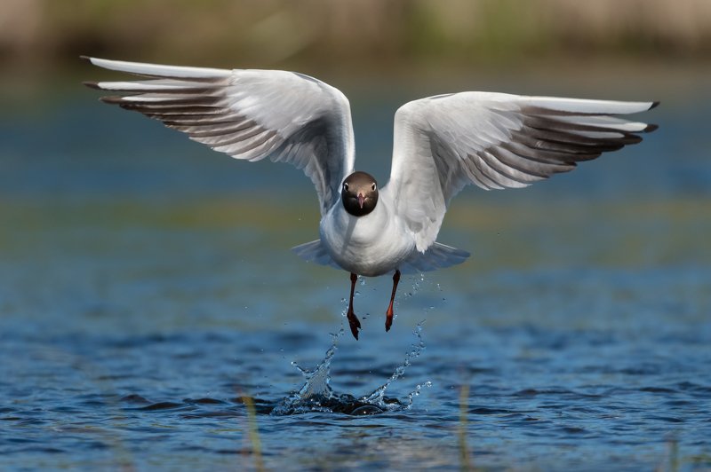 озёрная чайка, обыкновенная чайка, речная чайка, Chroicocephalus ridibundus, белая птица с черноё головой, чайка на взлёте, вода, Москва река, брызги, полёт, крылья птицы Взлёт без усилий фото превью