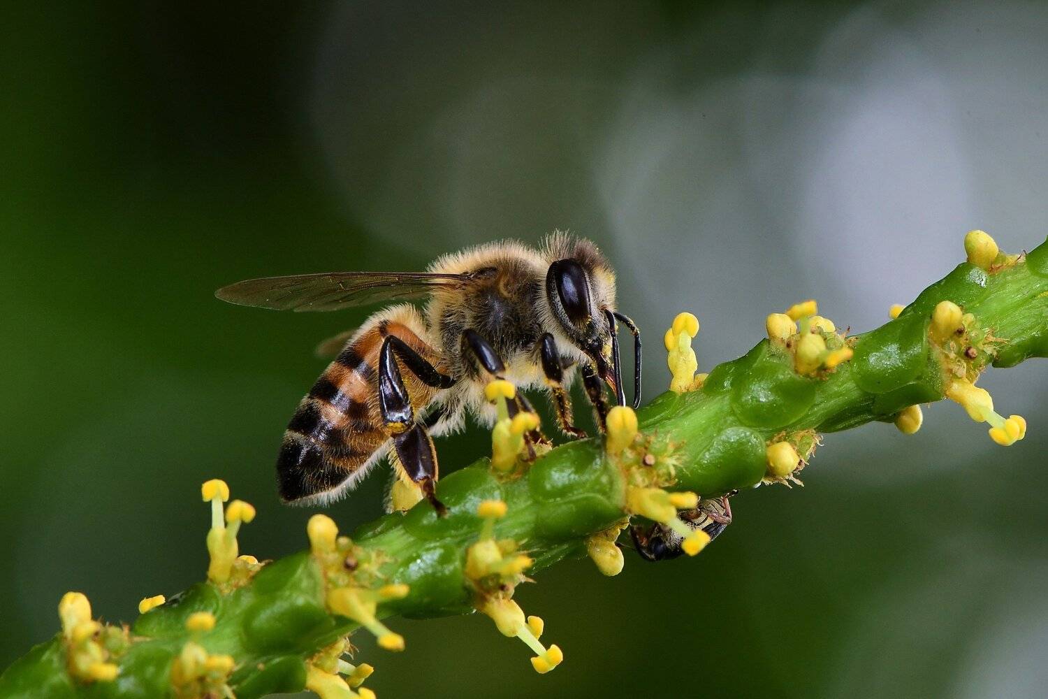 Abelha, Denis Moura, Brasil, Mogi das Cruzes, Moura Denis