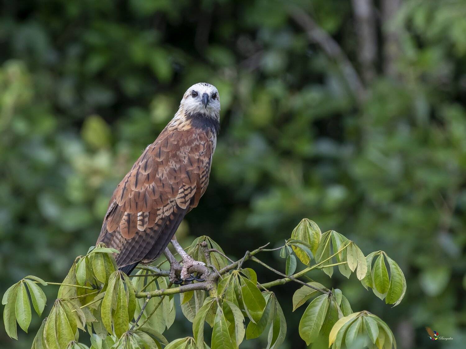 , Fernando Burgalin Sequeira