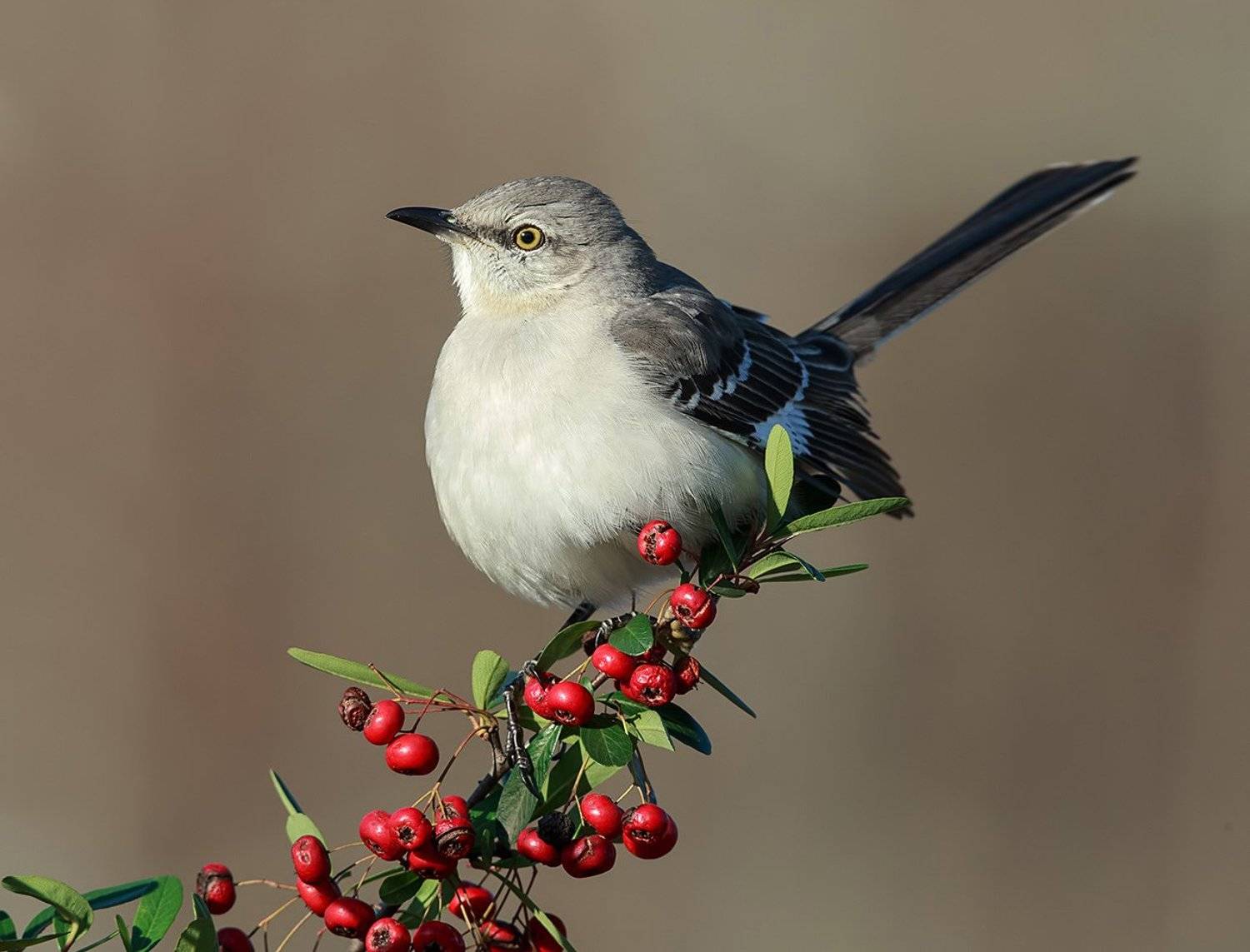 многоголосый пересмешник, northern mockingbird, пересмешник, Elizabeth Etkind