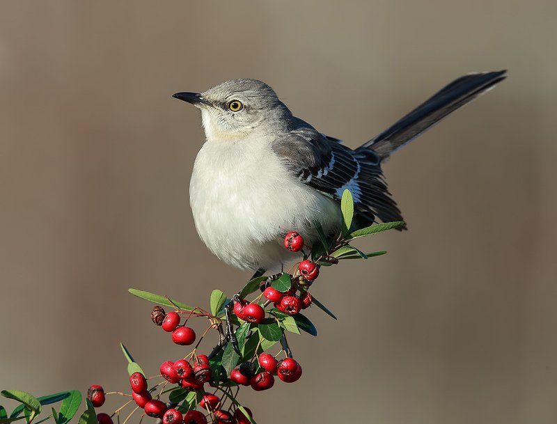 многоголосый пересмешник, northern mockingbird, пересмешник Многоголосый пересмешник - Northern Mockingbird фото превью