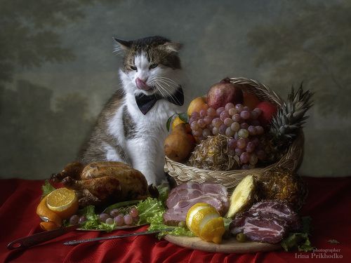 Праздник для кота Лёвы