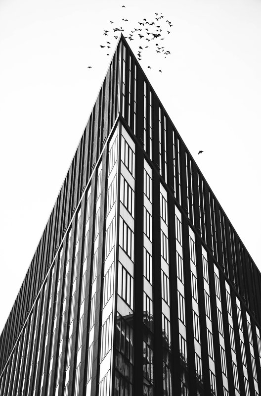 architecture, dark, line, facade, modern, urban, black, white, city, birds, Moscow, Russia Вершина городской горы фото превью