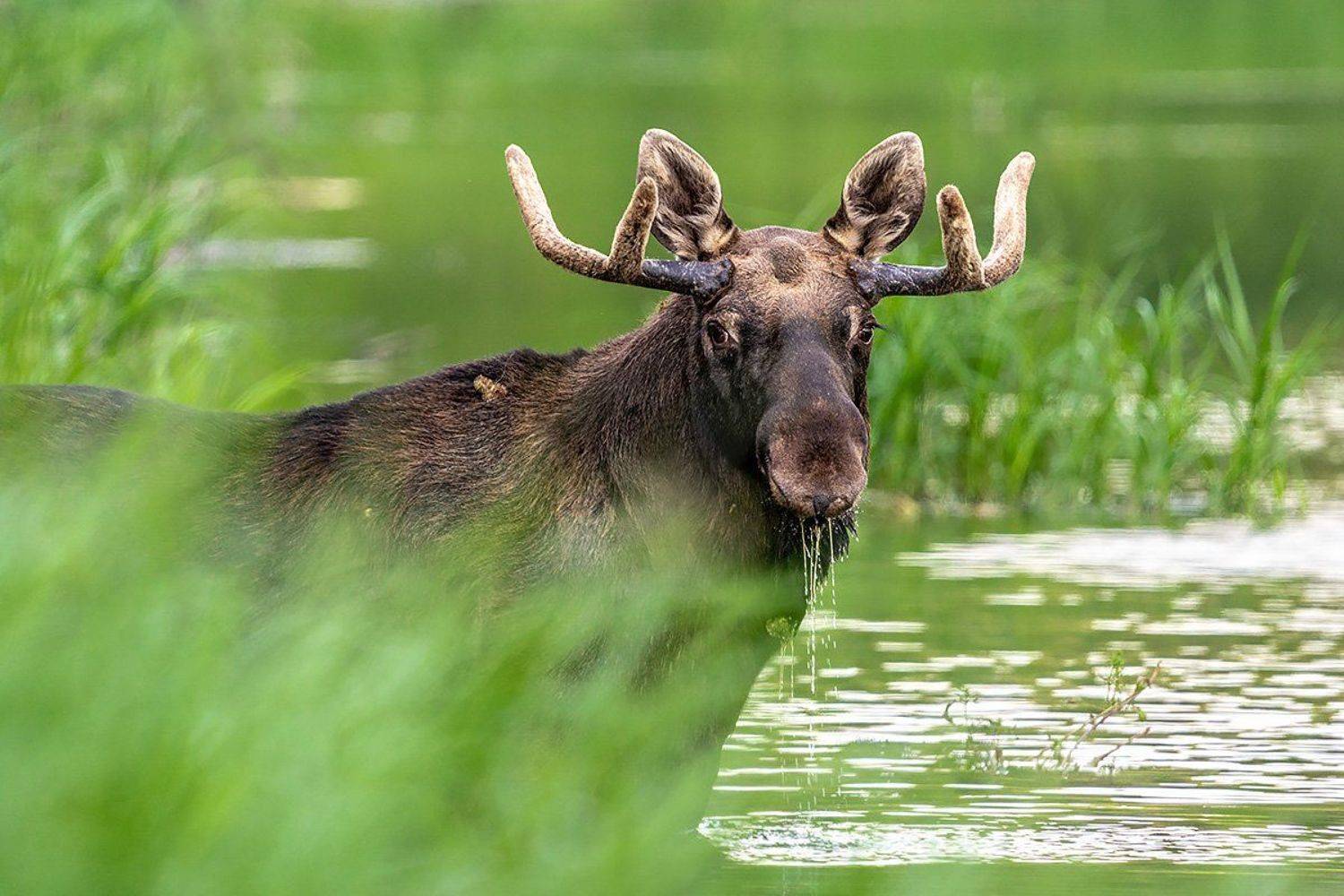 , Сергей Савви