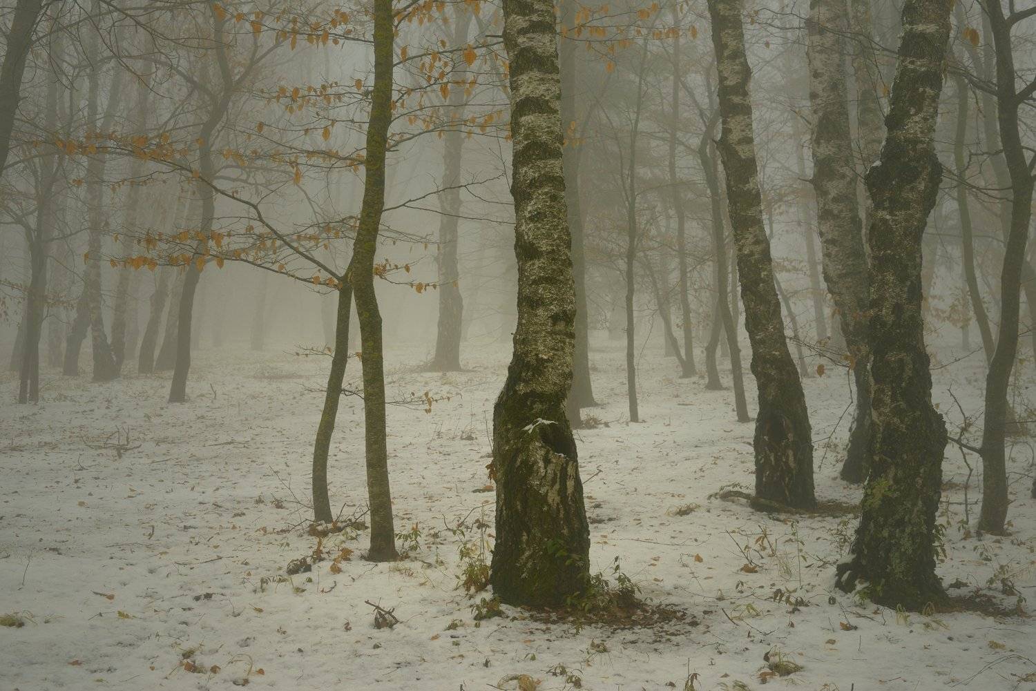 осень листва утро лес туман, Александр Жарников