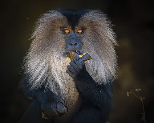 Lion-tailed Macaque Portrait