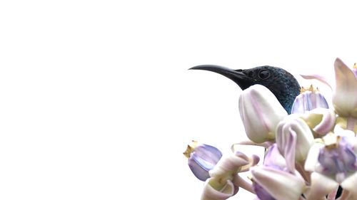 Purple Sunbird