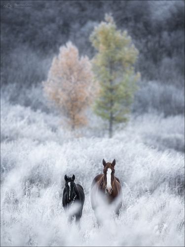 Дважды два ..