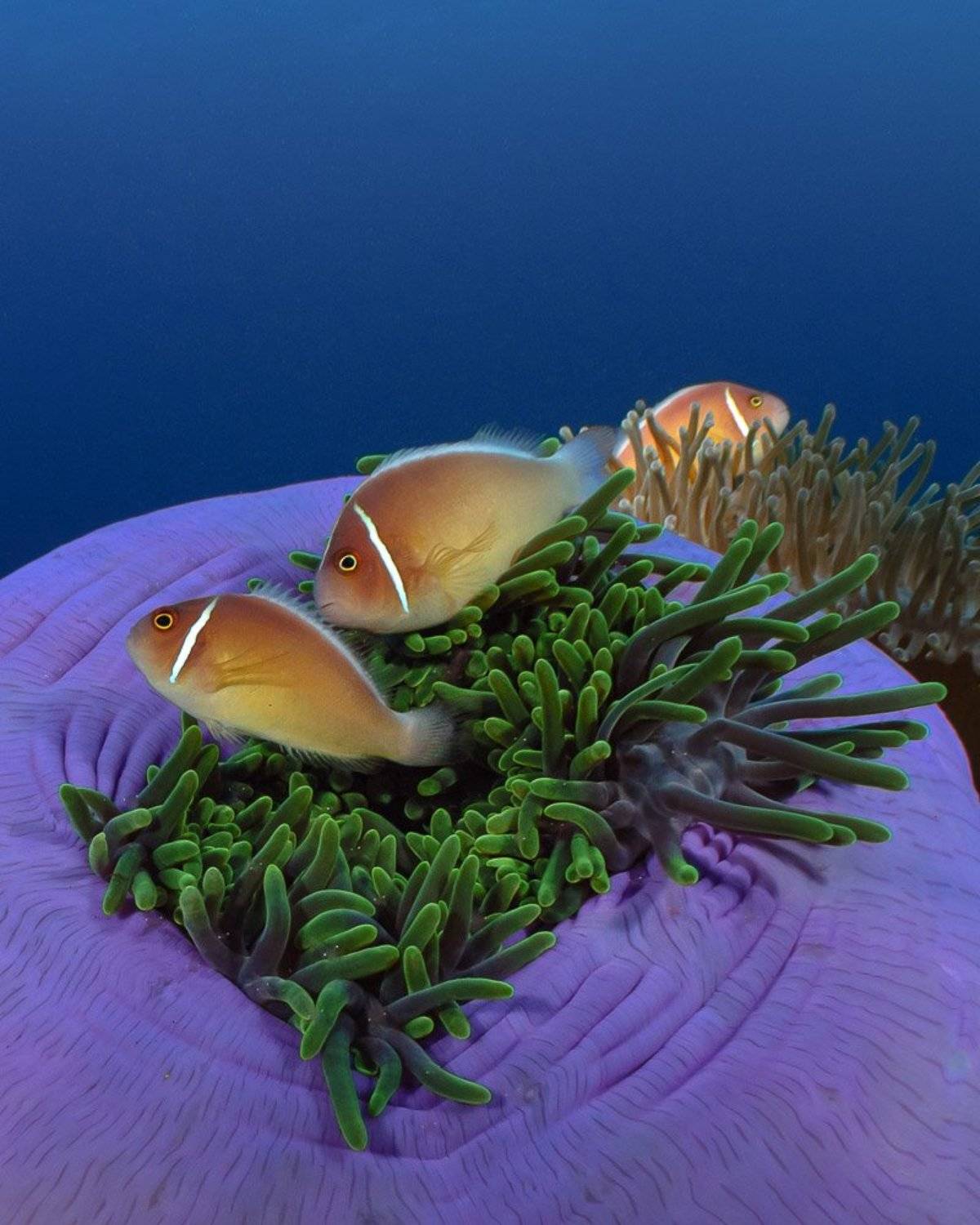 , Андрей Савин